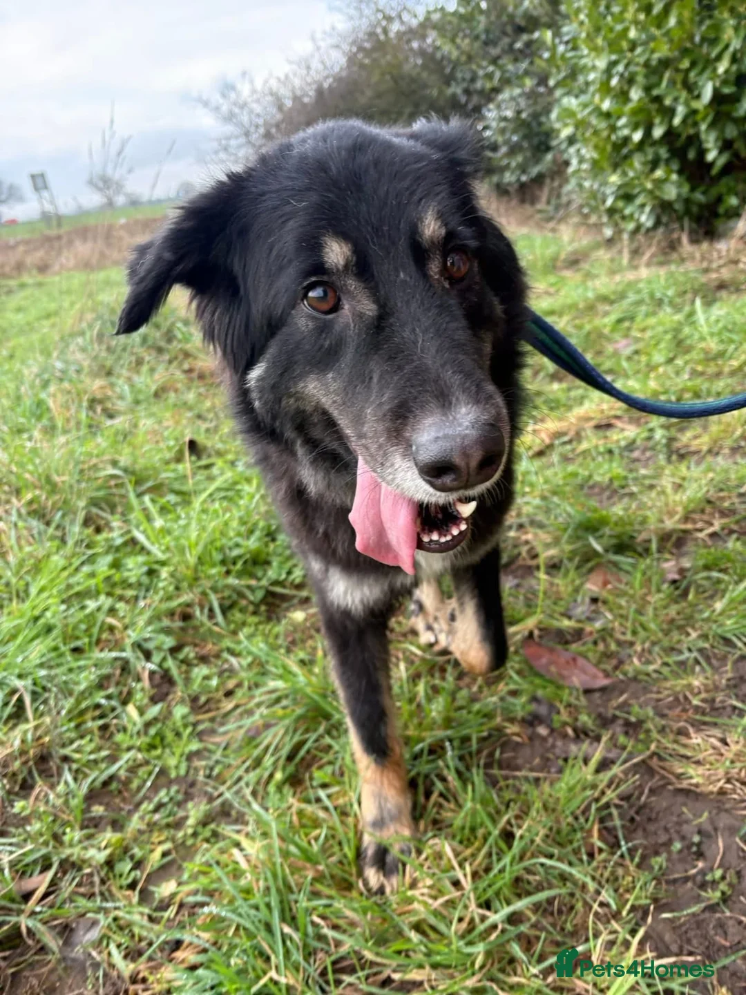 Mixed Breed dogs for adoption: Waffle - Norwich Norfolk  - Advert 7
