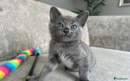 Bengal cats for sale: Stunning Bengal Kittens - TICA Registered - Image 20