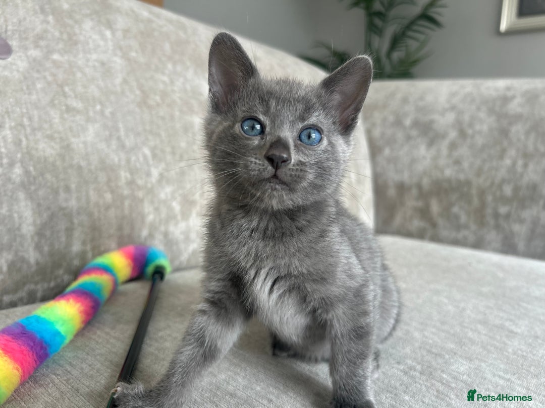 Bengal cats for sale: Stunning Bengal Kittens - TICA Registered - Image 20