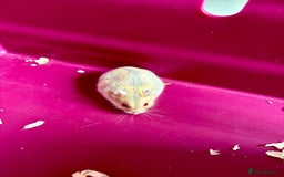 Hamster rodents for sale: Female winter white dwarf hamsters - Image 10