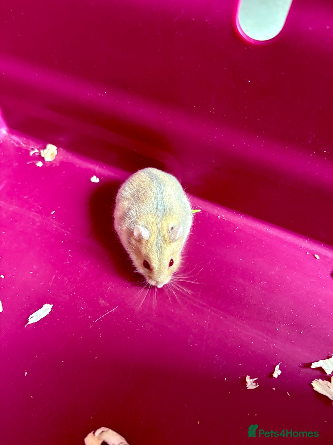 Hamster rodents for sale: Female winter white dwarf hamsters - Image 10