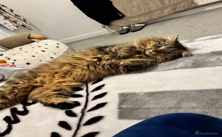 British Longhair cats - Advert 15