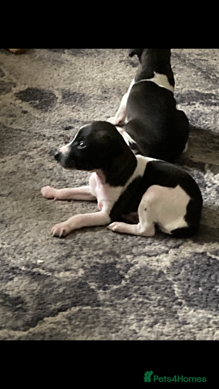 Italian Greyhound dogs Kc reg Italian Greyhound puppies  - Advert 1