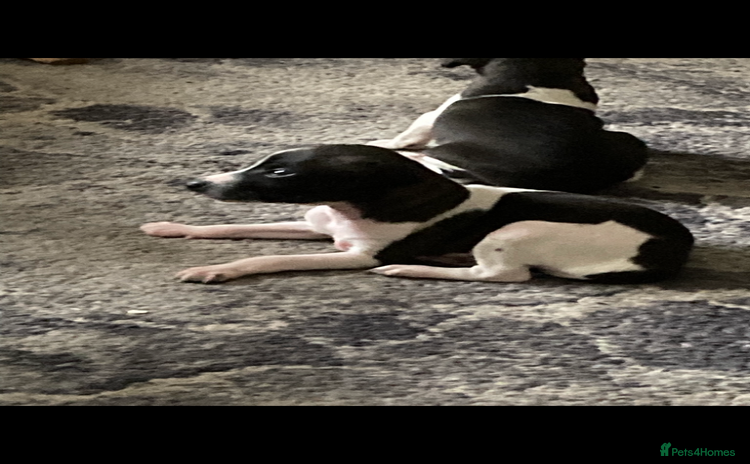 Italian Greyhound dogs Kc reg Italian Greyhound puppies  - Advert 1