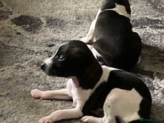 Italian Greyhound dogs Kc reg Italian Greyhound puppies - Advert 1