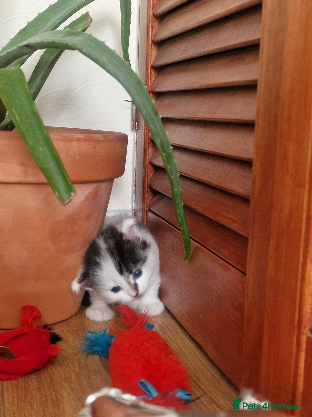 Mixed Breed cats for sale: Rare Norwegian Forest ×Ragdoll Kitten - Image 17