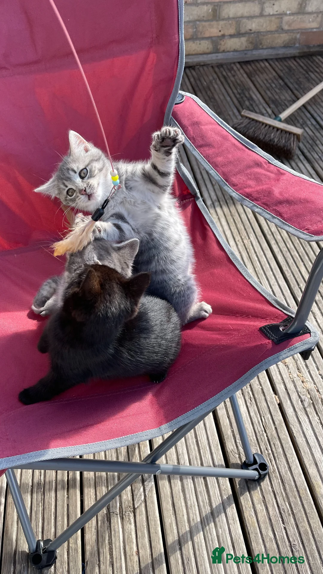 Mixed Breed cats for sale: 3 girl kittens- 2 grey & 1 black  - Advert 2