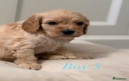 Cavapoo dogs for sale: 8 F1 dna health tested Cavapoos  - Image 19