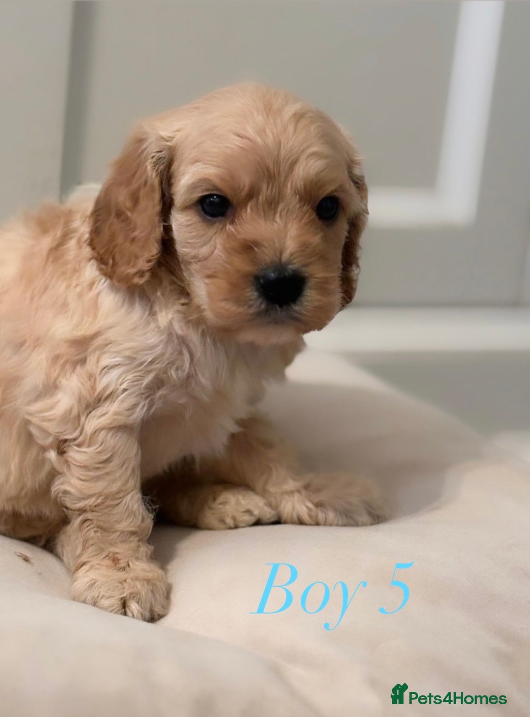 Cavapoo dogs for sale: 8 F1 dna health tested Cavapoos  - Image 19