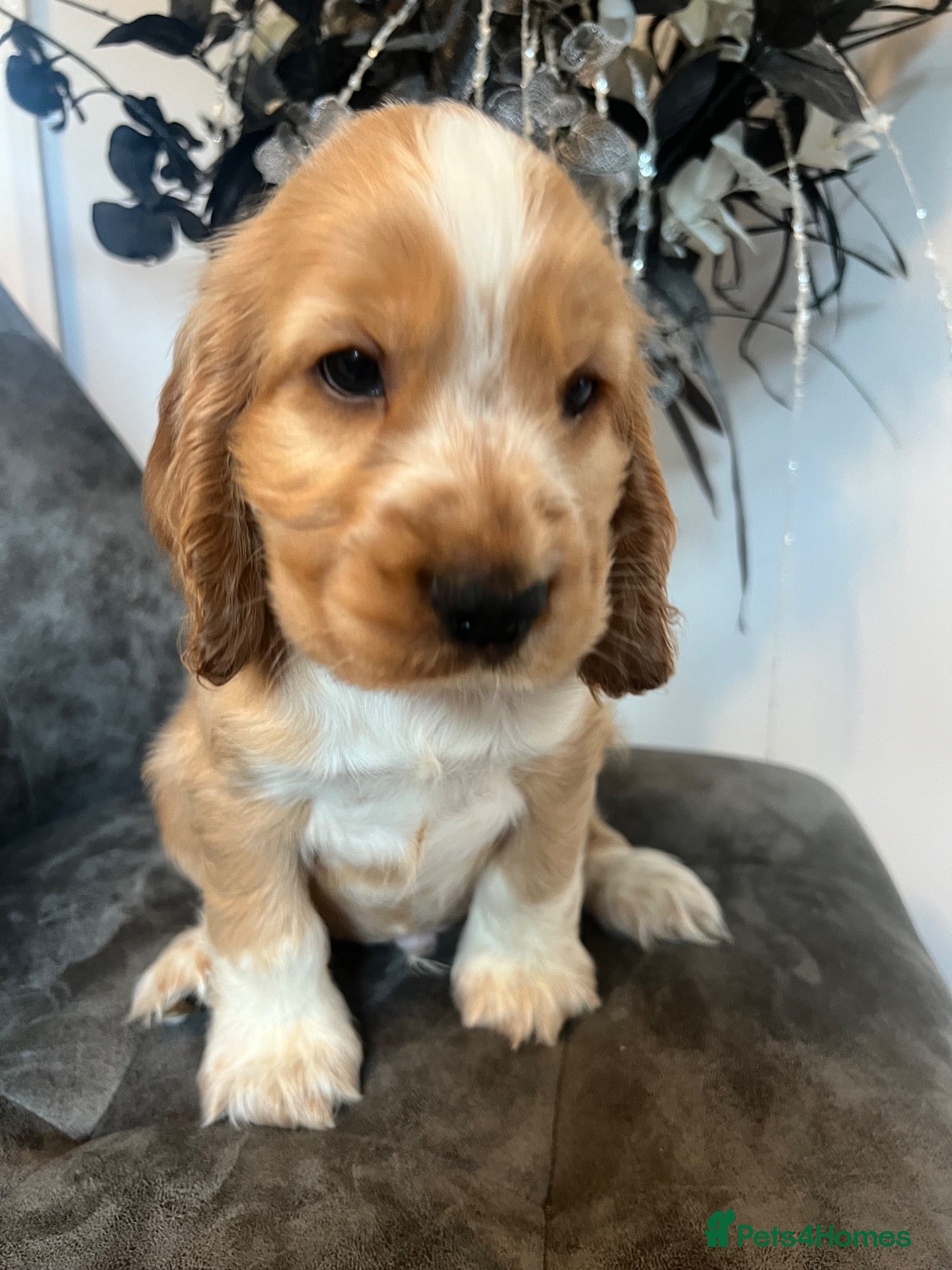 Cocker Spaniel dogs for sale: 💙 Exceptional show type health tested boy 💙 - Advert 1
