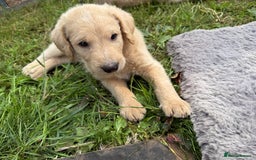 Labradoodle dogs for sale: Health tested chunky and fluffy labradoodles  - Image 14