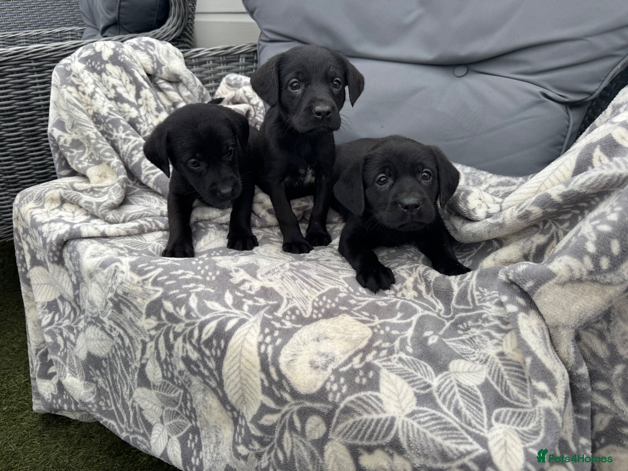 Labrador Retriever dogs  Labrador puppies  - Advert 5