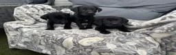 Labrador Retriever dogs for sale:  Labrador puppies  - Advert 4