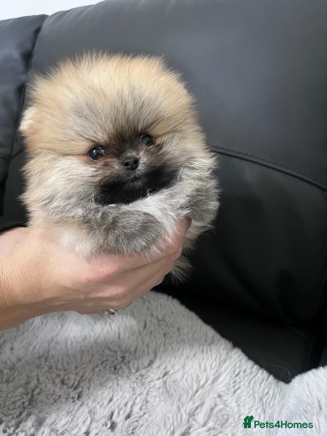 Pomeranian dogs for sale: 🔥Stunning 🐻Real Teddy Face🏆Quality  - Advert 19