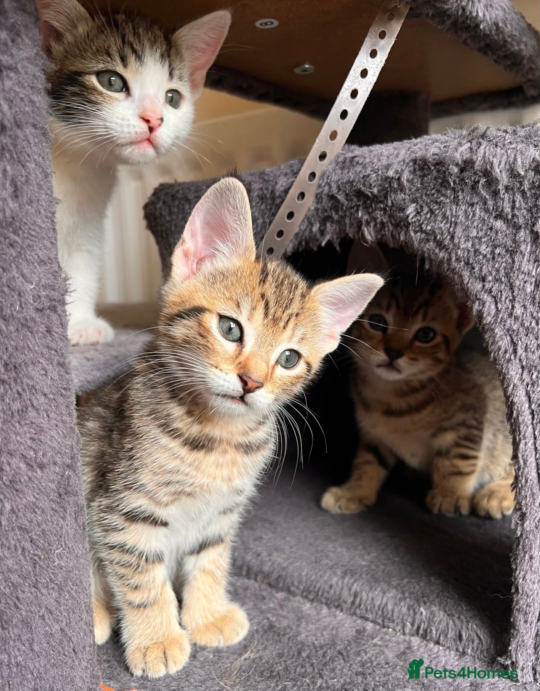 Toyger cats for sale: Adorable kitten  - Image 33