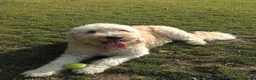 Double Doodle dogs for sale: Double Doodle puppies due August 2026 - Advert 8