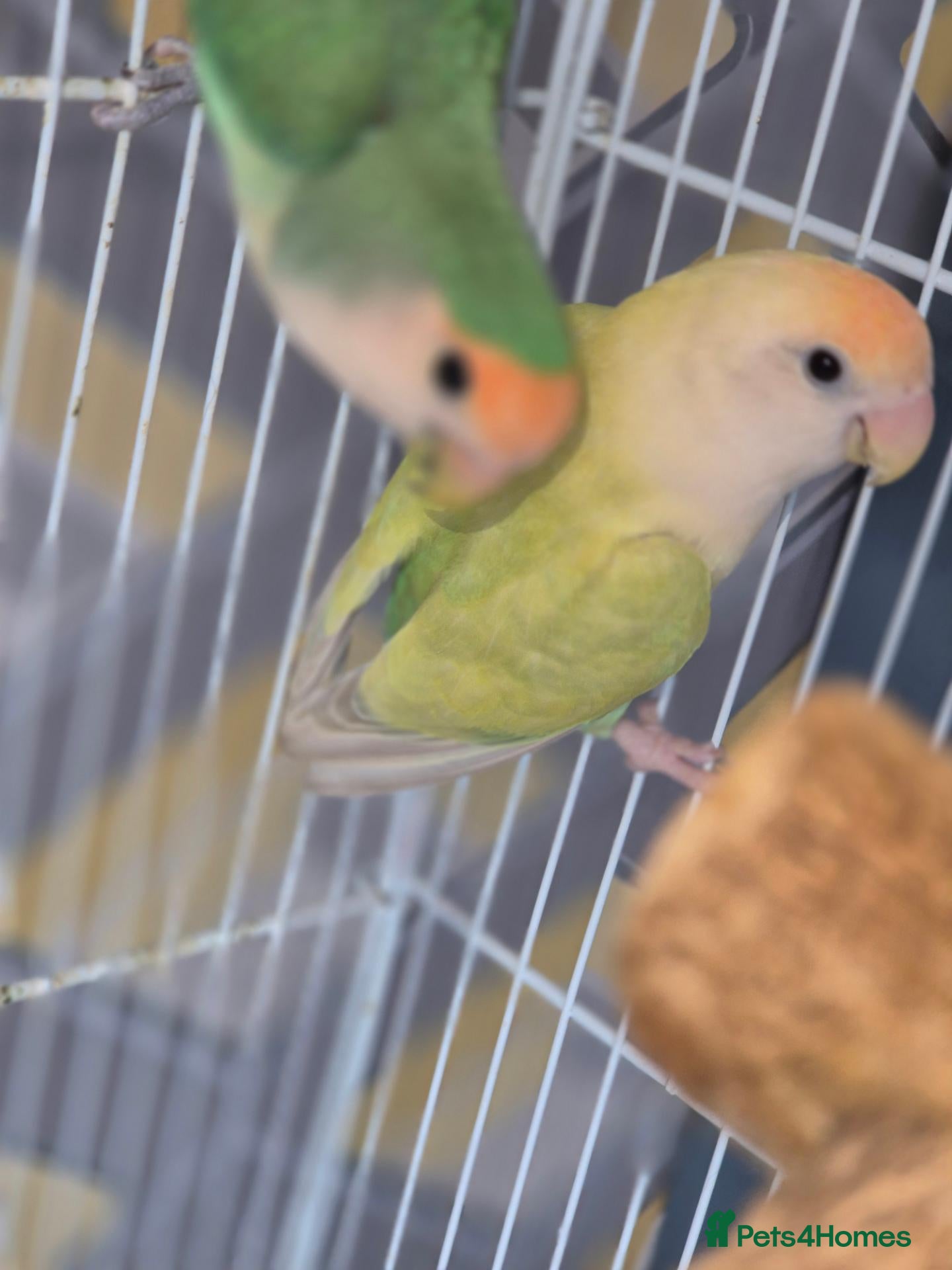 Lovebirds birds Pair of Lovebirds  - Advert 17