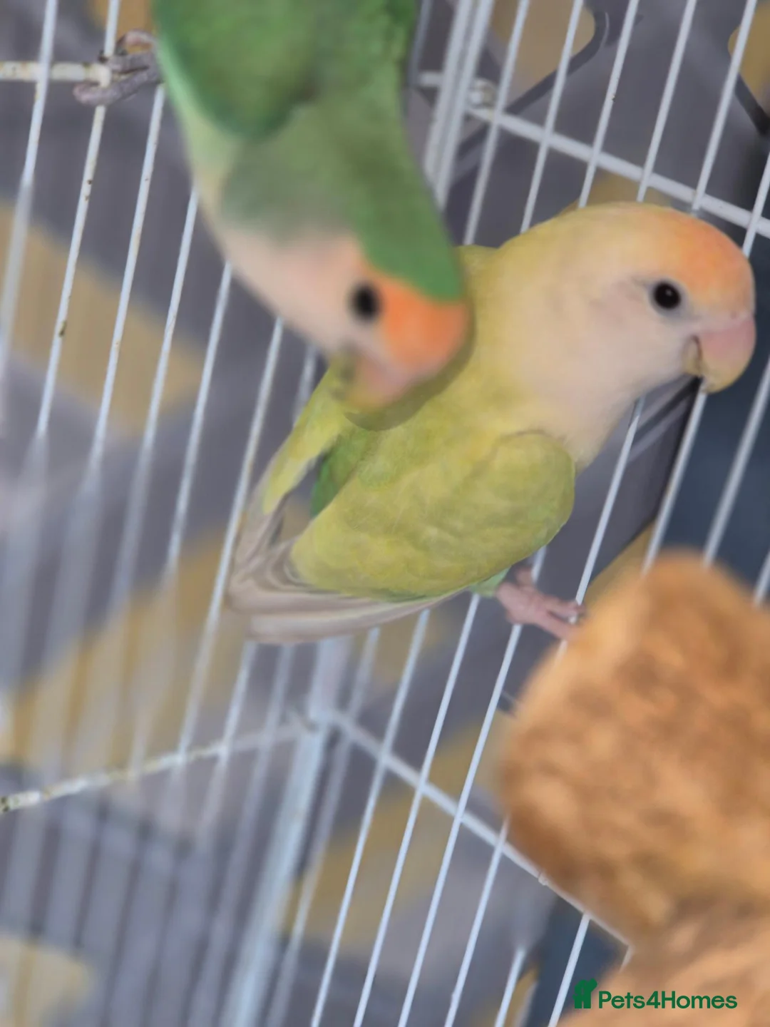 Lovebirds birds for sale: Pair of Lovebirds  - Advert 1