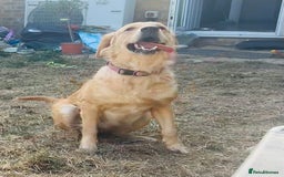 Golden Retriever dogs for sale: Rehoming  - Image 3