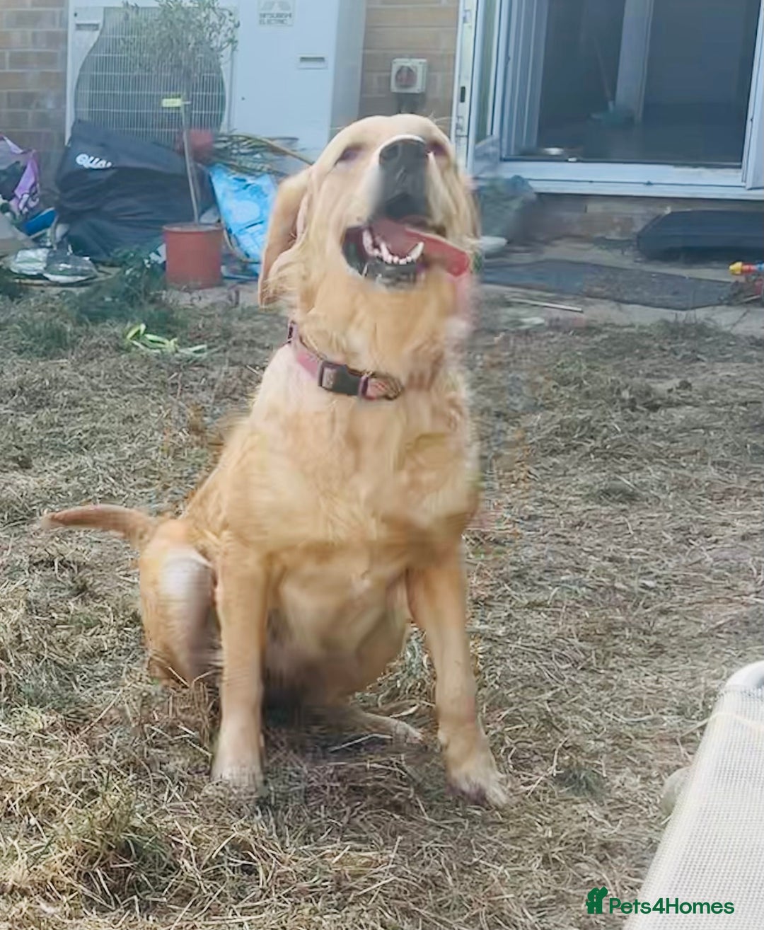 Golden Retriever dogs for sale: Rehoming  - Image 3