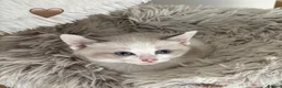 Ragdoll cats for sale: Looking for perfect furry companion?🐾😻 - Advert 6