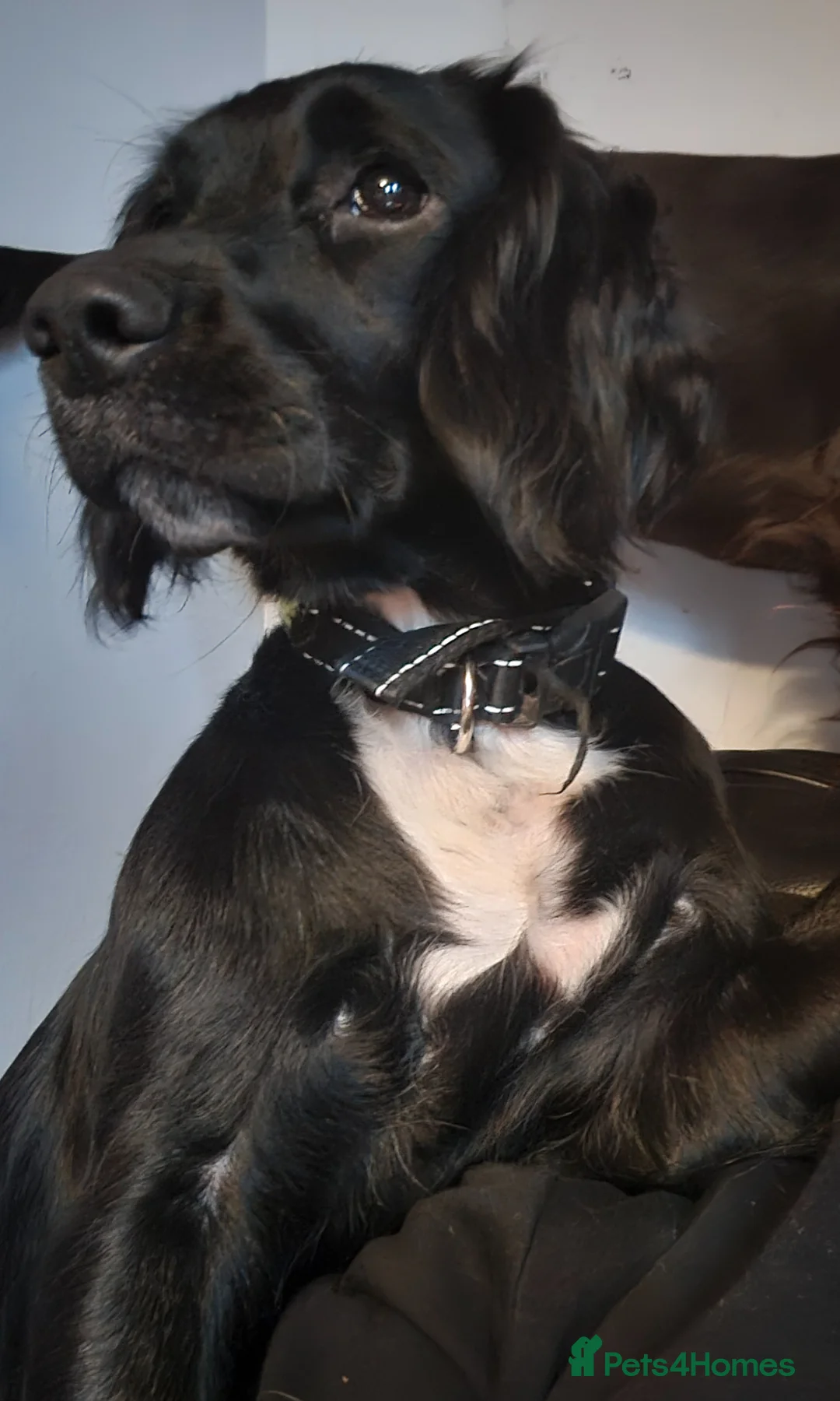 Sprocker dogs for sale: 2 gorgeous male sprocker spaniel puppies - Advert 4