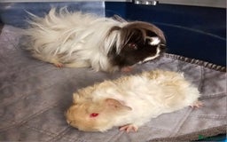 Guinea Pig rodents for sale: 3 Adorable Lunkarya available  - Image 2