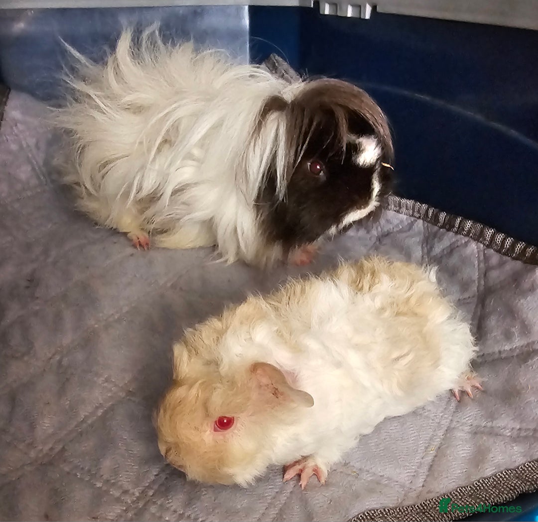 Guinea Pig rodents for sale: 3 Adorable Lunkarya available  - Image 2