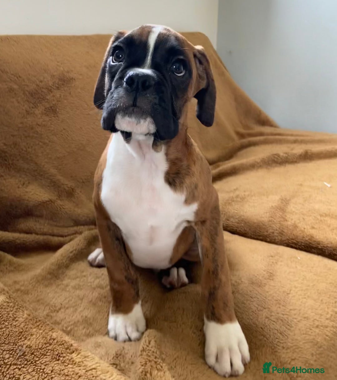 Boxer dogs for sale: Beautiful Boxer puppies - Image 10