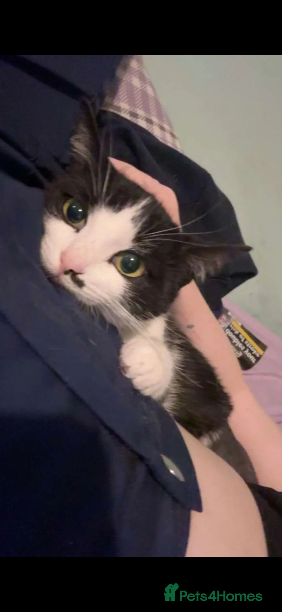 Mixed Breed cats for sale: 3 british short hair cross for sale  - Advert 1