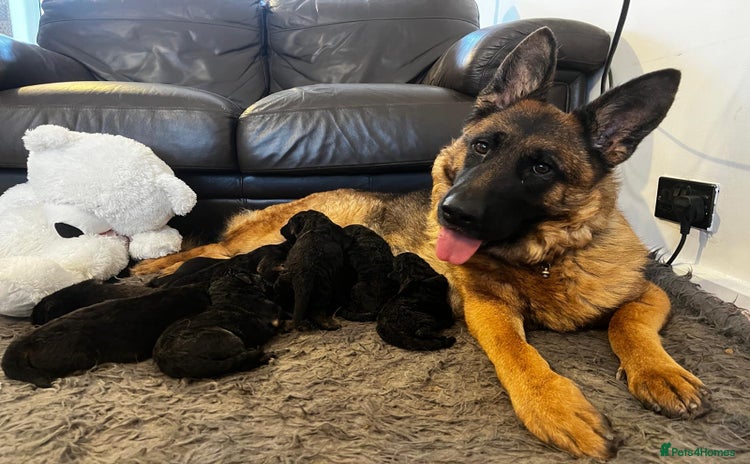 German Shepherd dogs Outstanding long haired Gsd pups  for sale  - Advert 1