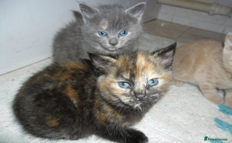 Mixed Breed cats - Advert 11