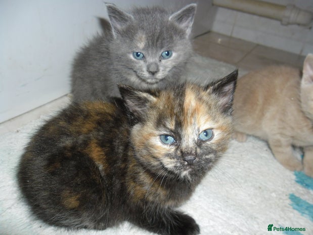 Mixed Breed cats - Advert 2