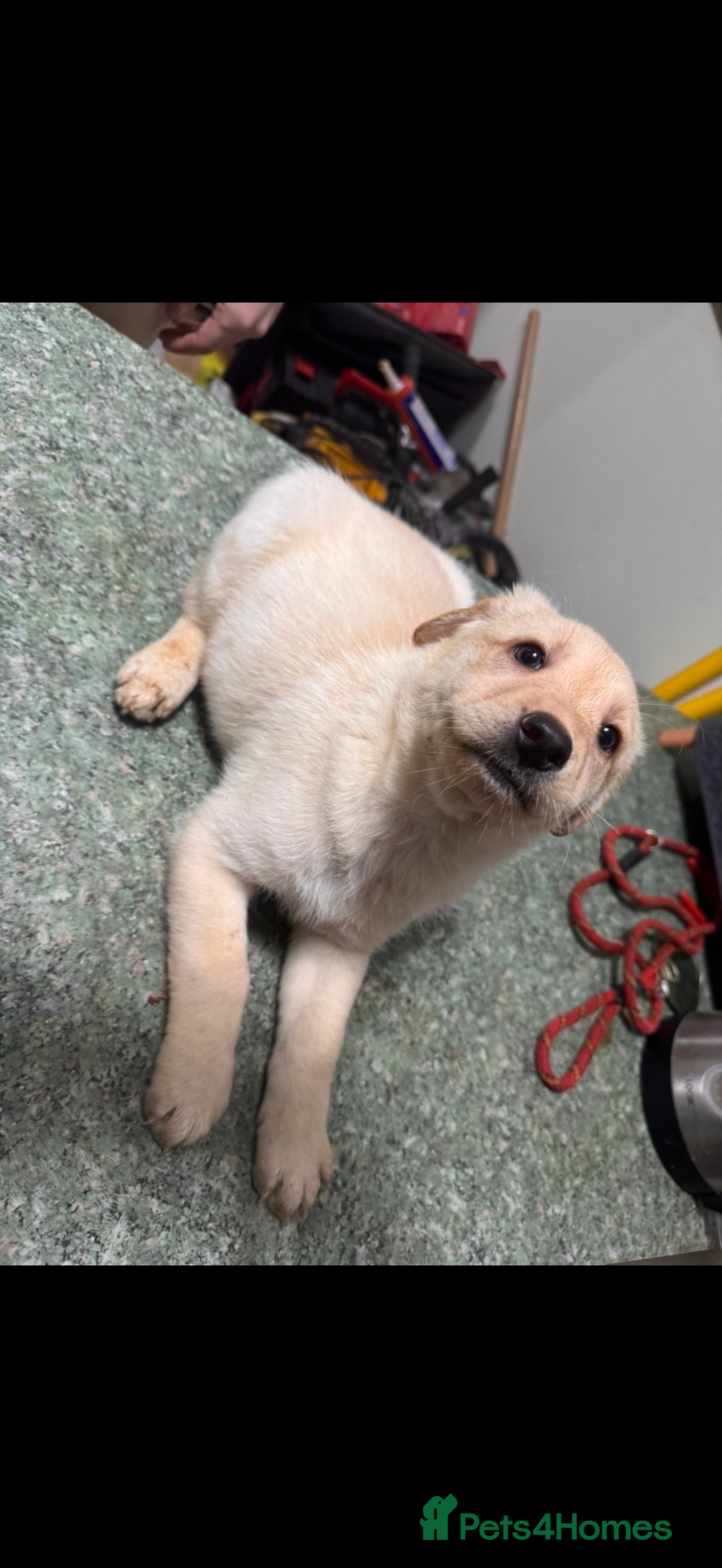 Mixed Breed dogs for sale: Shepsky x Labrador  - Advert 15