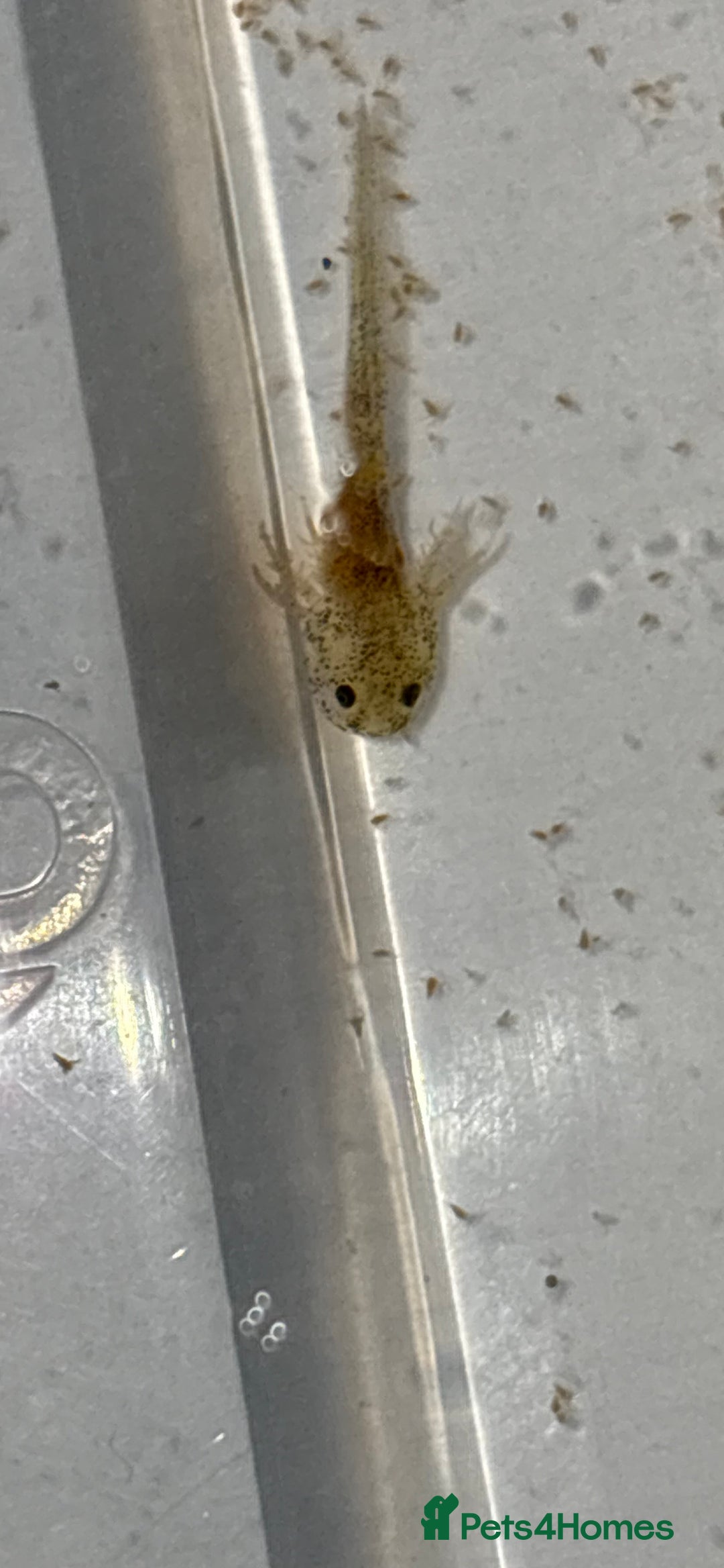 Axolotl reptiles for sale: Baby aXolotls - Advert 7