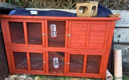 Guinea Pig rodents for sale: “4 Adorable Female Guinea Pigs with Hutch & Access - Image 13