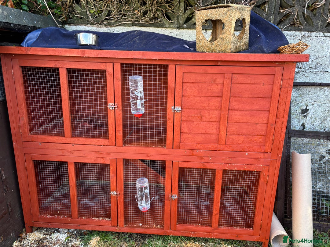 Guinea Pig rodents for sale: “4 Adorable Female Guinea Pigs with Hutch & Access - Image 13