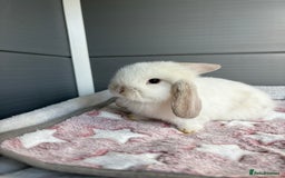 Mini Lop rabbits for sale: Friendly pure bred mini lops  - Image 14