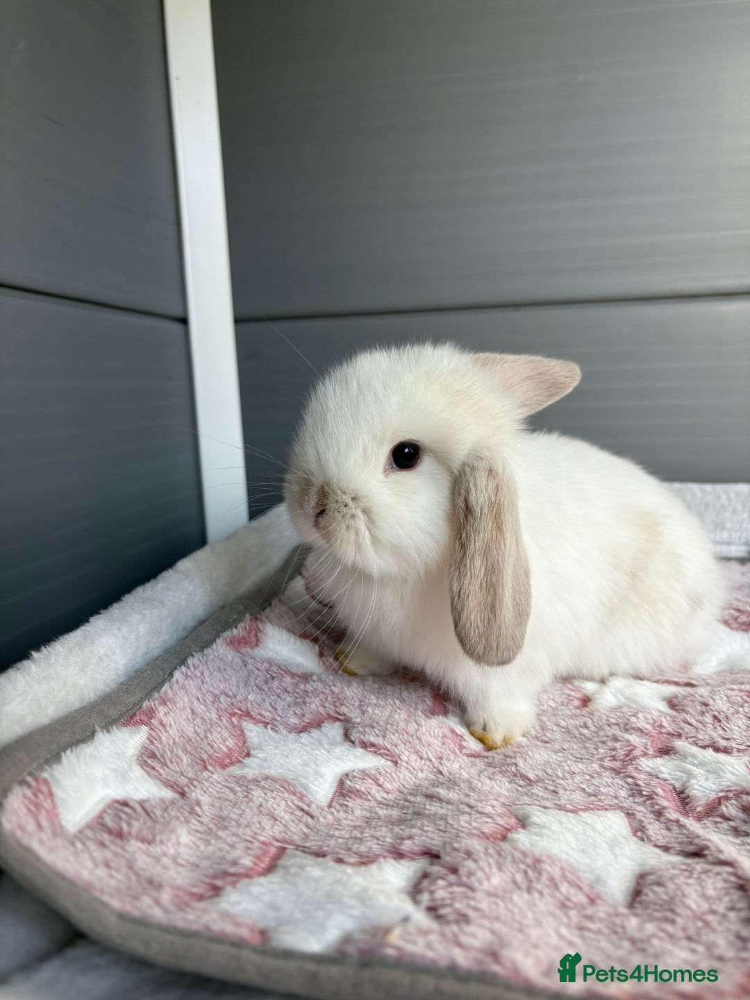 Mini Lop rabbits for sale: Friendly pure bred mini lops  - Image 14
