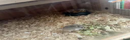 Hamster rodents for sale: roborovski (robo) hamsters mickleover de3,0fy - Advert 2