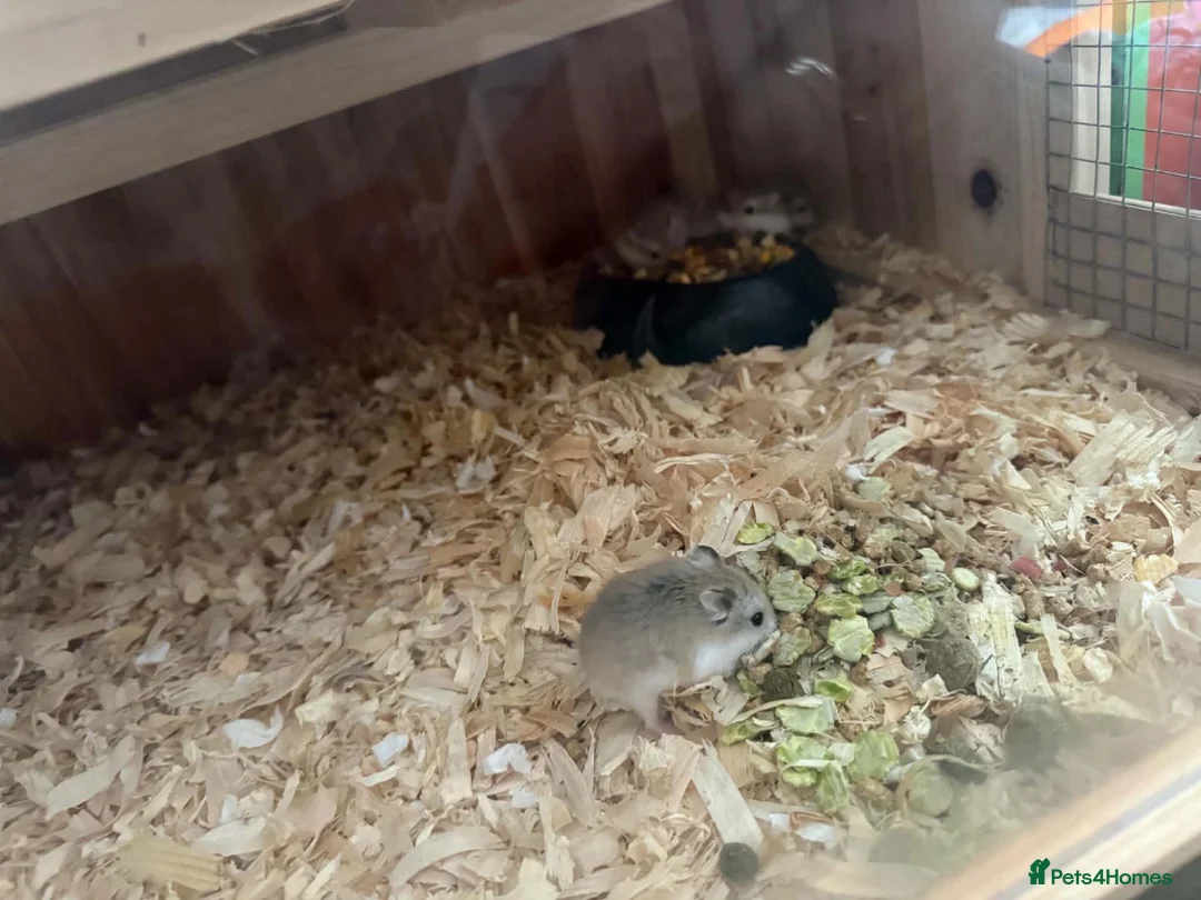 Hamster rodents for sale: roborovski (robo) hamsters mickleover de3,0fy - Advert 2