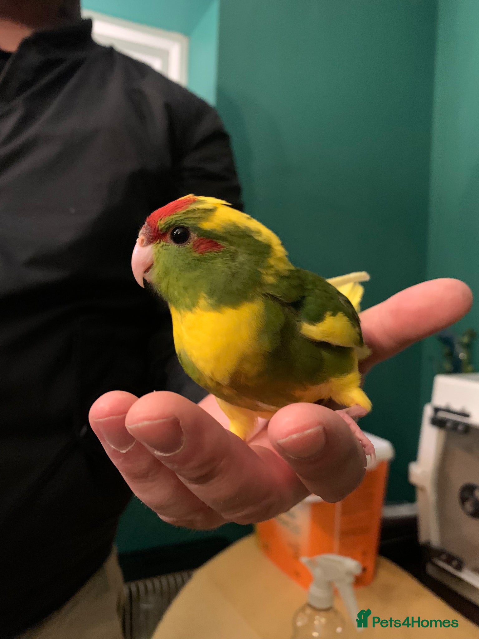 Parakeets birds Baby tame Kakariki s  - Advert 2