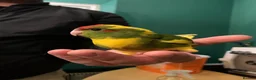 Parakeets birds for sale: Baby tame Kakariki s  - Advert 1