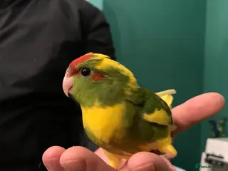Parakeets birds Baby tame Kakariki s - Advert 2