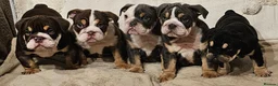 English Bulldog dogs for sale: Beautiful rainbow quality litter  - Advert 3