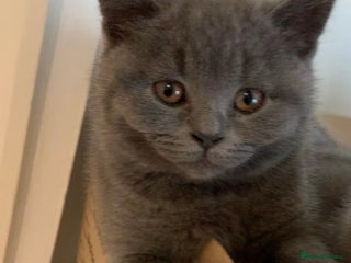 British Shorthair cats British Shorthair Blue Kittens 💛 Raised with Love - Advert 14