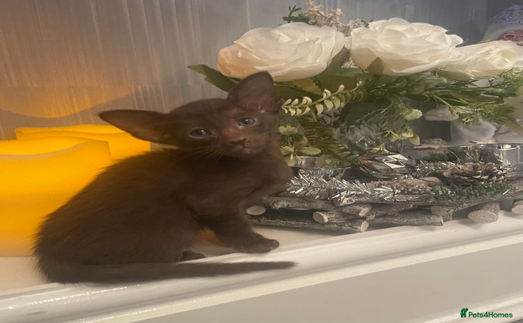 Oriental cats Oriental Havana and Siamese boys - Advert 2