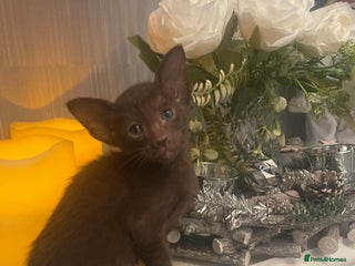 Oriental cats Oriental Havana boy left - Advert 13