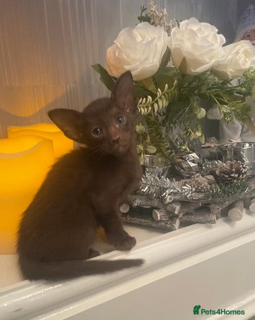 Oriental cats Oriental Havana and Siamese boys - Advert 2