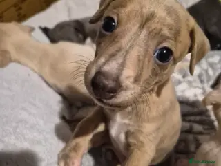 Whippet dogs KC Exceptional Whippet Puppies – Racing Line - Advert 9